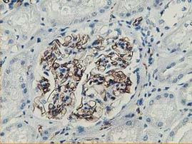 Adiponectin Antibody in Immunohistochemistry (Paraffin) (IHC (P))