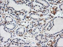 Adiponectin Antibody in Immunohistochemistry (Paraffin) (IHC (P))