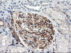 Adiponectin Antibody in Immunohistochemistry (Paraffin) (IHC (P))