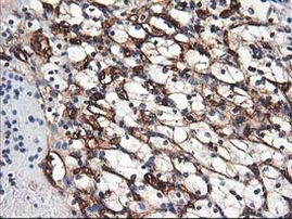 Adiponectin Antibody in Immunohistochemistry (Paraffin) (IHC (P))