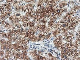 Adiponectin Antibody in Immunohistochemistry (Paraffin) (IHC (P))