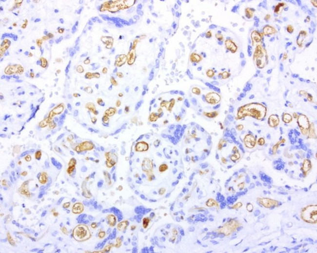 Adiponectin Antibody in Immunohistochemistry (Paraffin) (IHC (P))