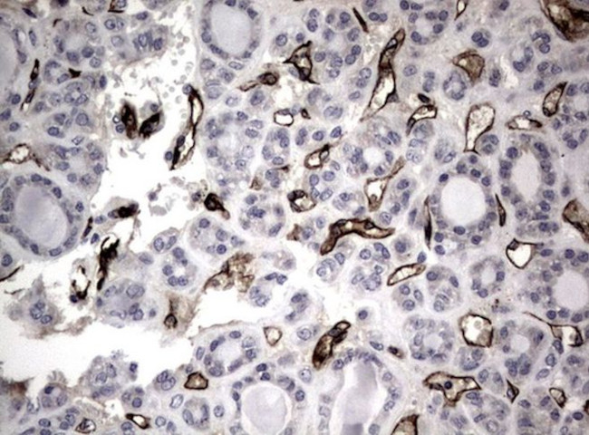 Adiponectin Antibody in Immunohistochemistry (Paraffin) (IHC (P))