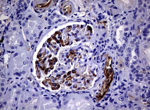 Adiponectin Antibody in Immunohistochemistry (Paraffin) (IHC (P))