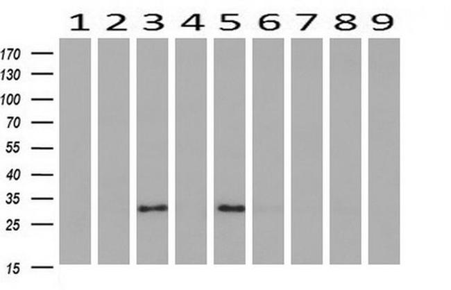 Adiponectin Antibody in Western Blot (WB)