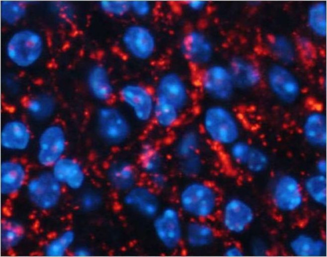 AgRP Antibody in Immunohistochemistry (Paraffin) (IHC (P))