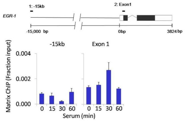 AKT1 Antibody in ChIP Assay (ChIP)