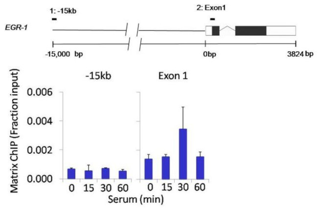 AKT2 Antibody in ChIP Assay (ChIP)