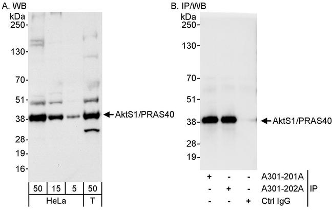 AktS1/PRAS40 Antibody in Western Blot (WB)