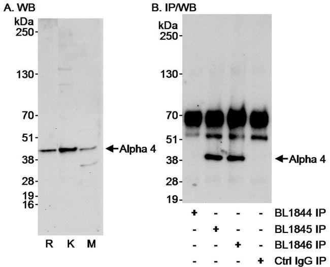 Alpha-4 Antibody in Western Blot (WB)