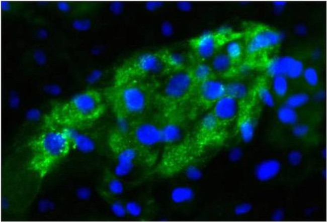 AFP Antibody in Immunocytochemistry (ICC/IF)