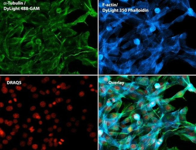 alpha Tubulin Antibody in Immunocytochemistry (ICC/IF)