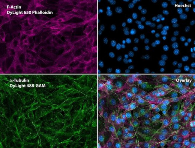 alpha Tubulin Antibody in Immunocytochemistry (ICC/IF)