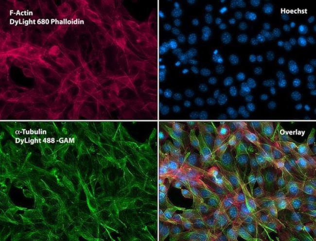 alpha Tubulin Antibody in Immunocytochemistry (ICC/IF)