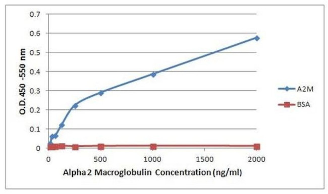 A2M Antibody in ELISA (ELISA)