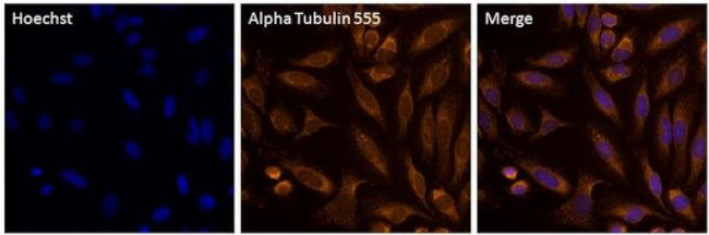 alpha Tubulin Antibody in Immunocytochemistry (ICC/IF)