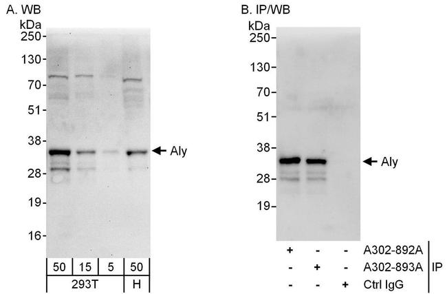 Aly Antibody in Western Blot (WB)