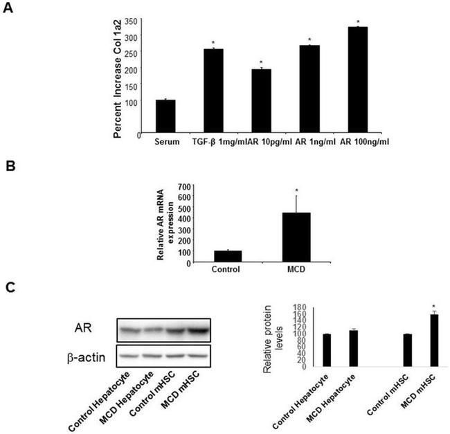 Amphiregulin Antibody in Western Blot (WB)