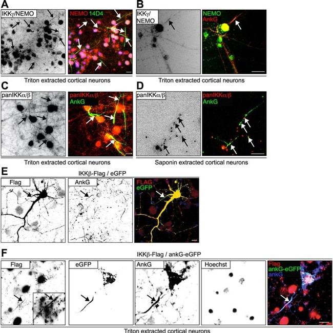 Ankyrin G Antibody in Immunocytochemistry (ICC/IF)