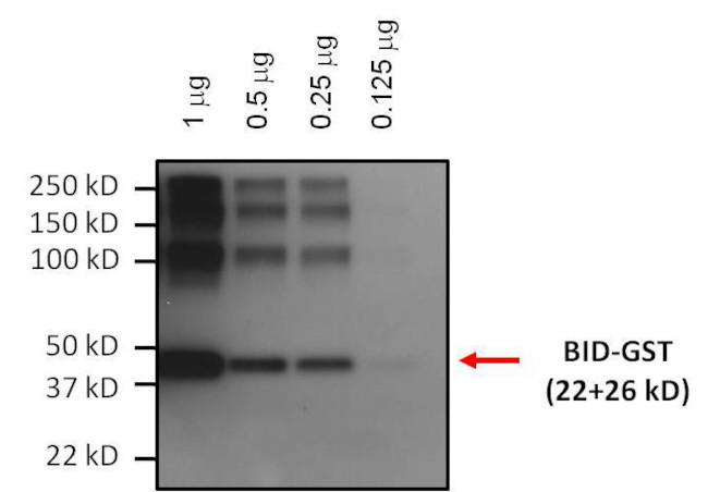 BID Antibody in Western Blot (WB)