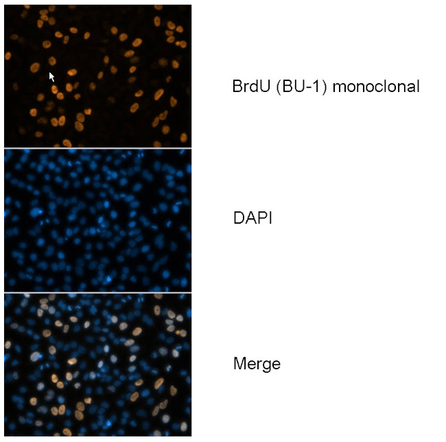 BrdU Antibody in Immunocytochemistry (ICC/IF)