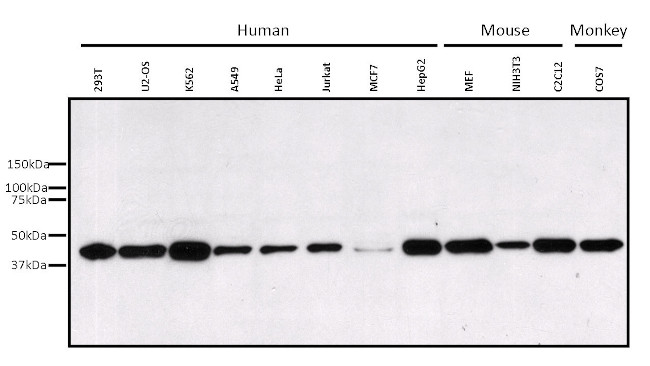 ERK1 Antibody in Western Blot (WB)