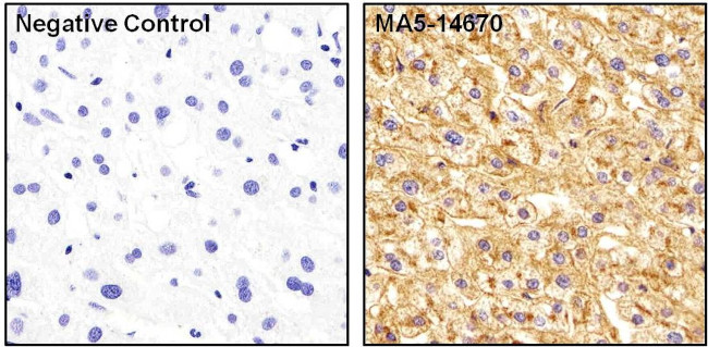 ApoA1 Antibody in Immunohistochemistry (Paraffin) (IHC (P))