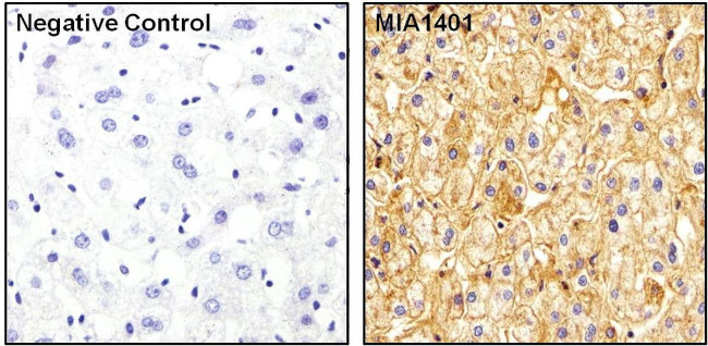 ApoA1 Antibody in Immunohistochemistry (Paraffin) (IHC (P))