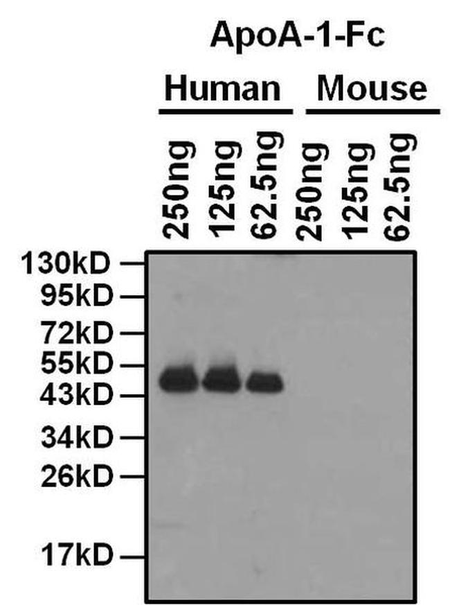 ApoA1 Antibody in Western Blot (WB)