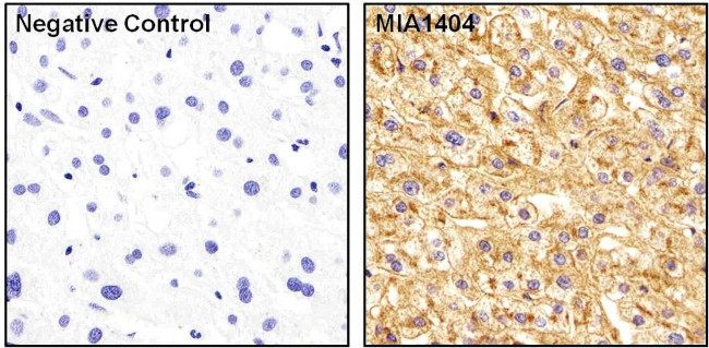 ApoA1 Antibody in Immunohistochemistry (Paraffin) (IHC (P))