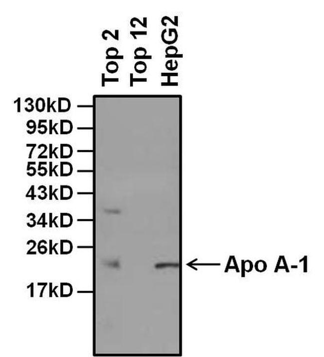 ApoA1 Antibody in Western Blot (WB)