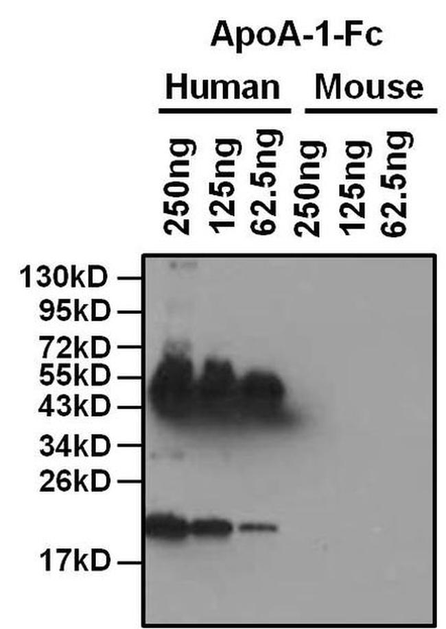 ApoA1 Antibody in Western Blot (WB)