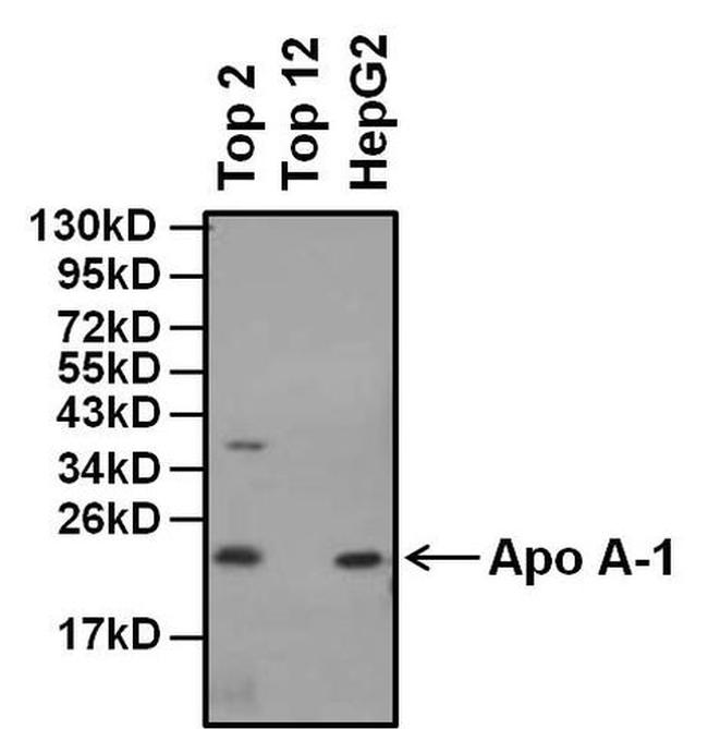 ApoA1 Antibody in Western Blot (WB)