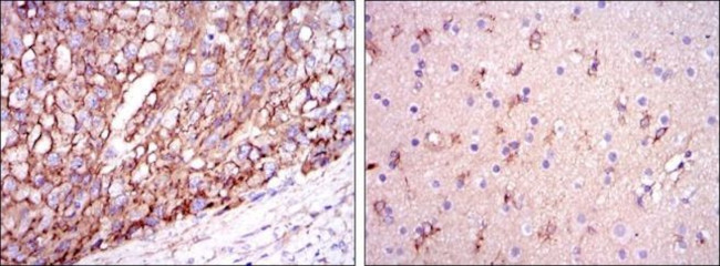 APOE Antibody in Immunohistochemistry (Paraffin) (IHC (P))