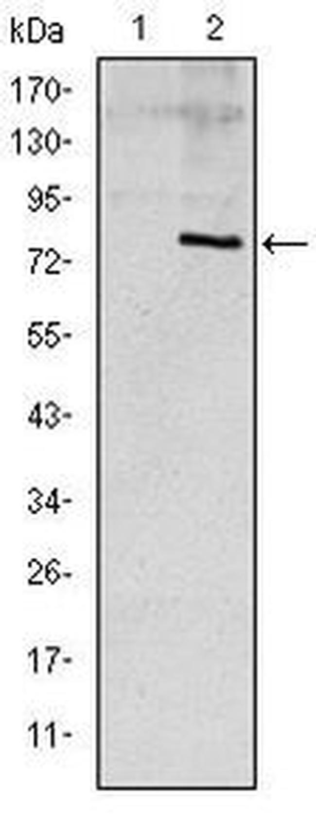 APOE Antibody in Western Blot (WB)