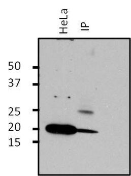 ARF1 Antibody in Immunoprecipitation (IP)