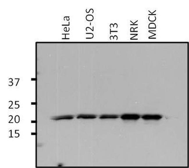 ARF1 Antibody in Western Blot (WB)