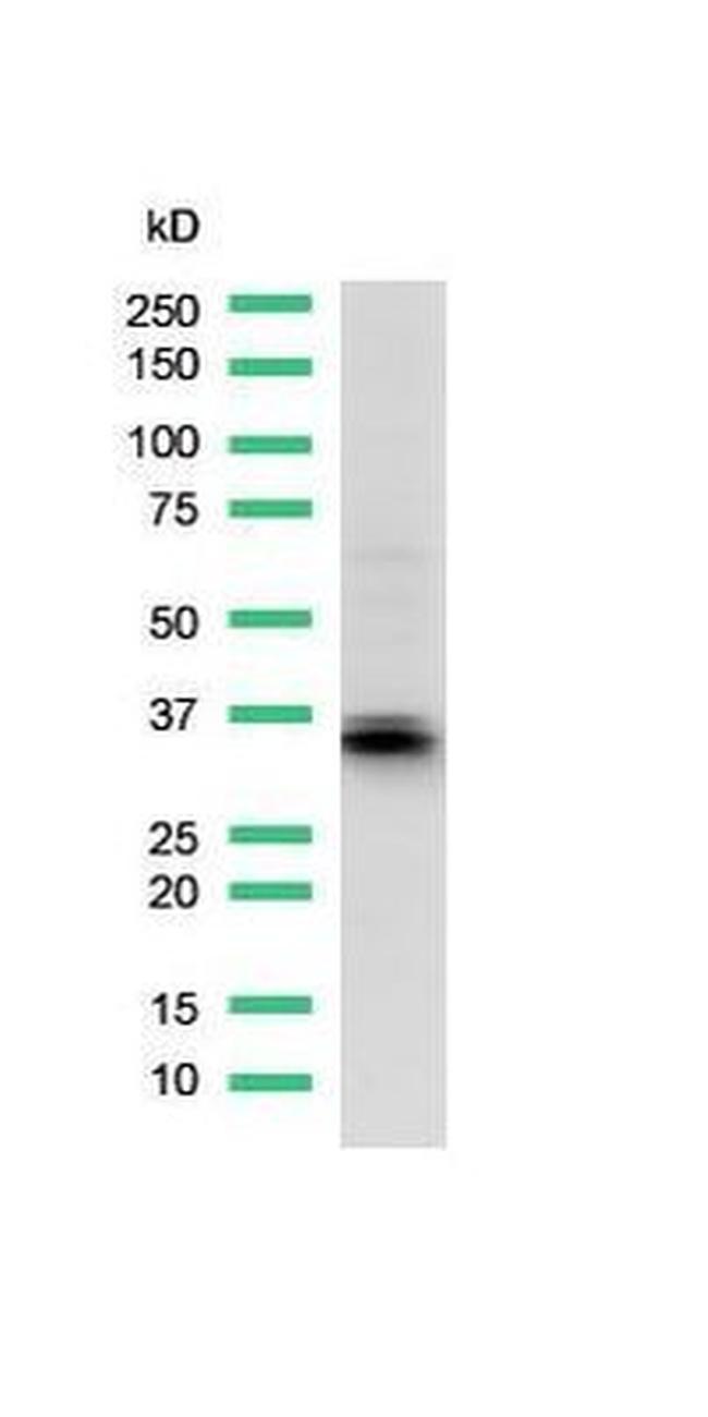 Arginase 1 Antibody in Western Blot (WB)