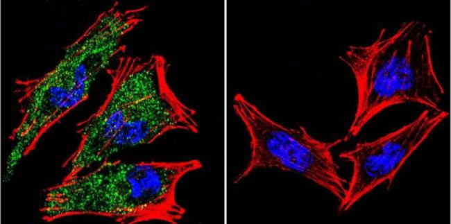 AHR Antibody in Immunocytochemistry (ICC/IF)