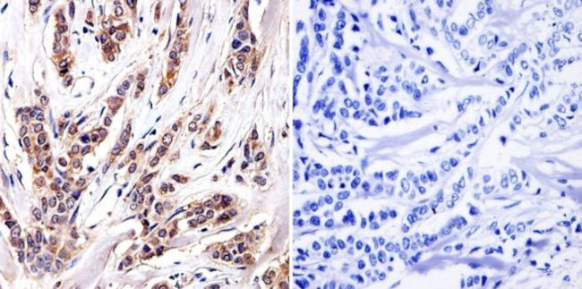 AHR Antibody in Immunohistochemistry (Paraffin) (IHC (P))