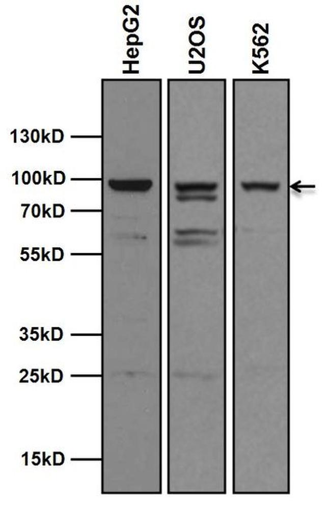 AHR Antibody in Western Blot (WB)