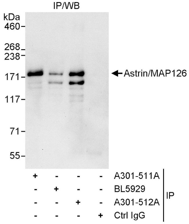 Astrin/MAP126 Antibody in Immunoprecipitation (IP)