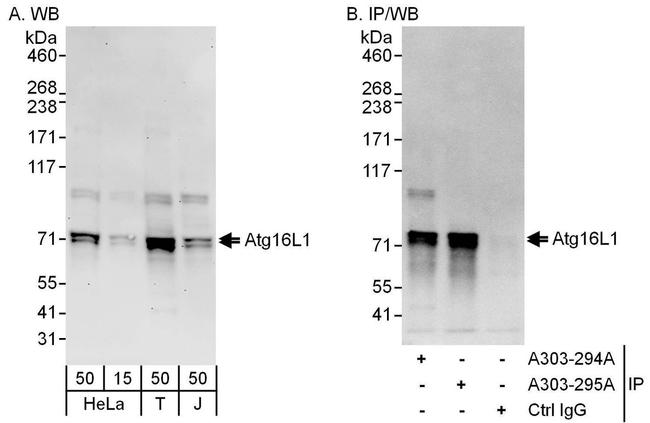 Atg16L1 Antibody in Western Blot (WB)