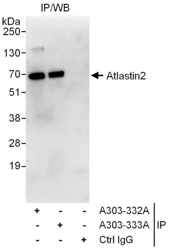 Atlastin-2 Antibody in Immunoprecipitation (IP)