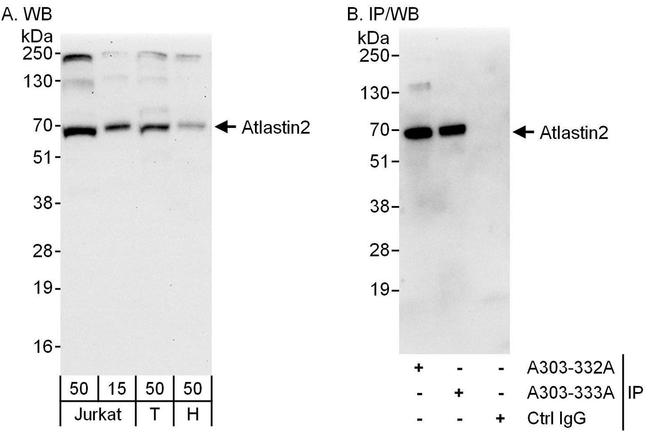 Atlastin-2 Antibody in Western Blot (WB)