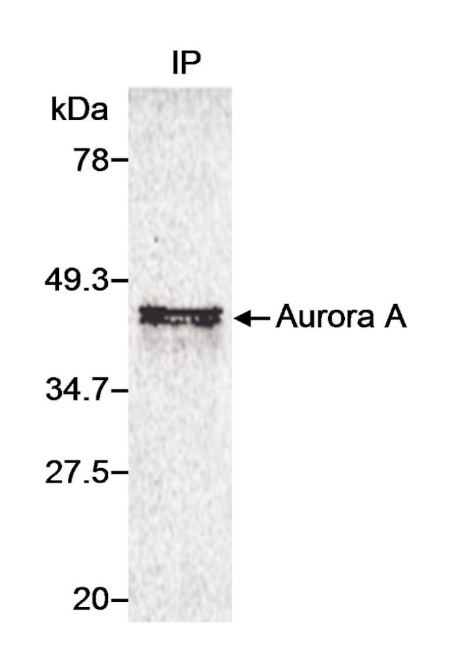 Aurora A Antibody in Immunoprecipitation (IP)