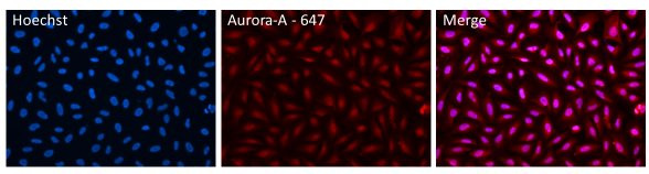 Aurora A Antibody in Immunocytochemistry (ICC/IF)