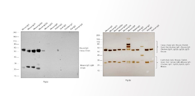 Mouse IgG (H+L) Cross-Adsorbed Secondary Antibody in Western Blot (WB)