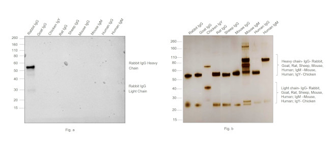 Rabbit IgG (H+L) Cross-Adsorbed Secondary Antibody in Western Blot (WB)