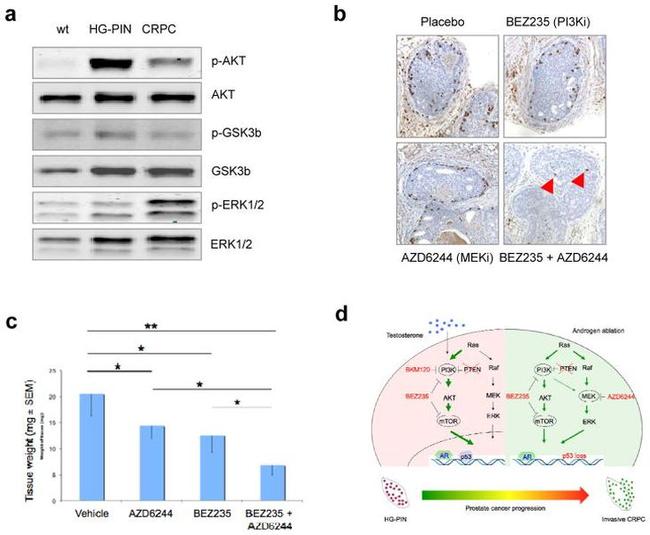 BrdU Antibody in Immunohistochemistry (IHC)